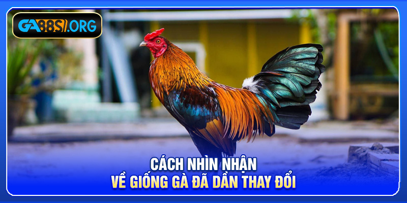 Cách nhìn nhận về giống gà đã dần thay đổi