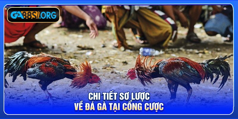 Chi tiết sơ lược về đá gà tại cổng cược