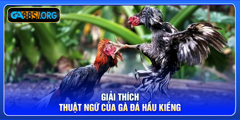 Giải thích thuật ngữ của gà đá hầu kiềng