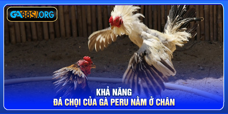 Khả năng đá chọi của gà Peru nằm ở chân