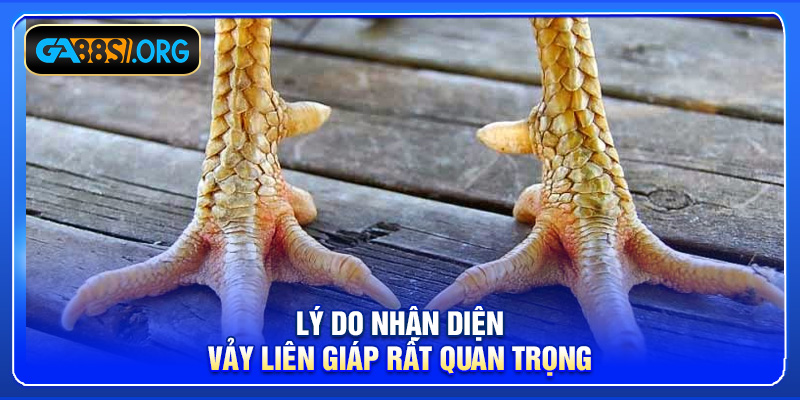 Lý do nhận diện vảy liên giáp rất quan trọng