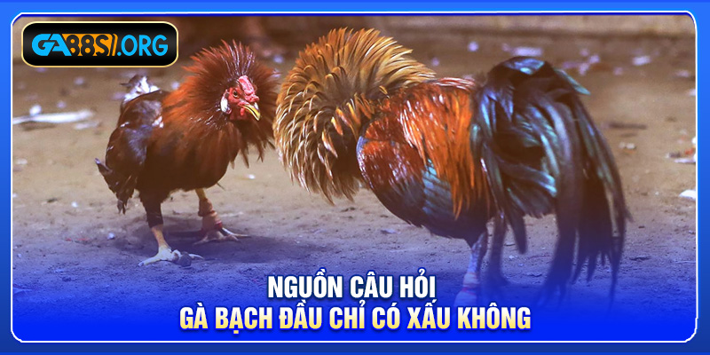 Nguồn câu hỏi gà bạch đầu chỉ có xấu không