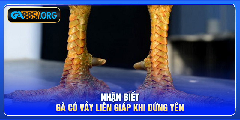Nhận biết gà có vảy liên giáp khi đứng yên