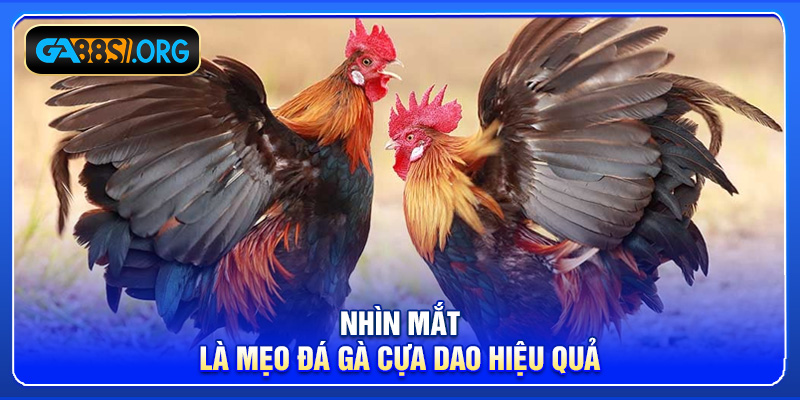 Nhìn mắt là mẹo đá gà cựa dao hiệu quả