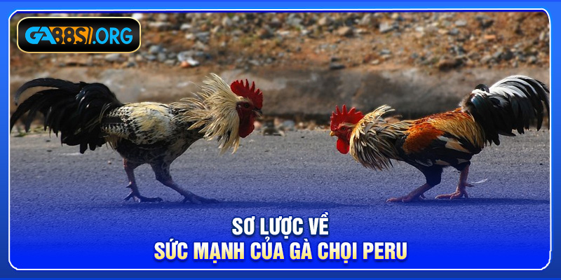 Sơ lược về sức mạnh của gà chọi Peru