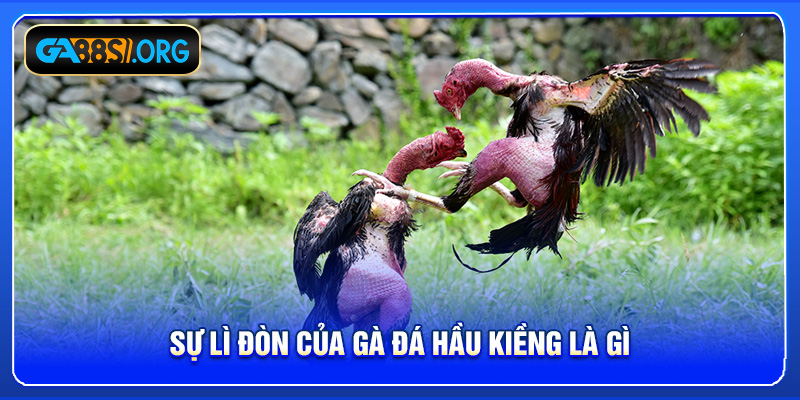 Sự lì đòn của gà đá hầu kiềng là gì